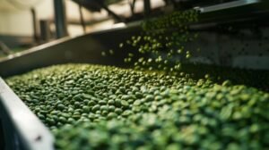 green pea processing plant