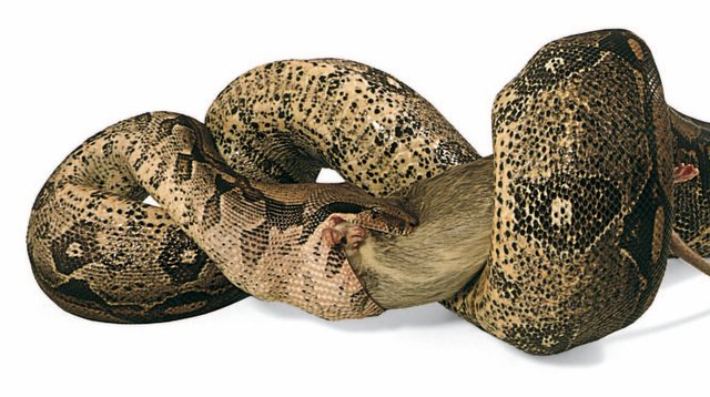 Enemies of the Boa Constrictor