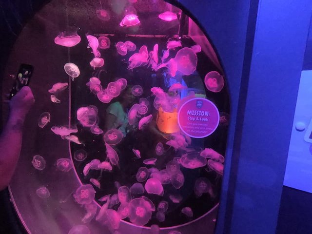 Glowing Jellyfish.