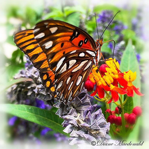 Monarch on milkweed with purple sage