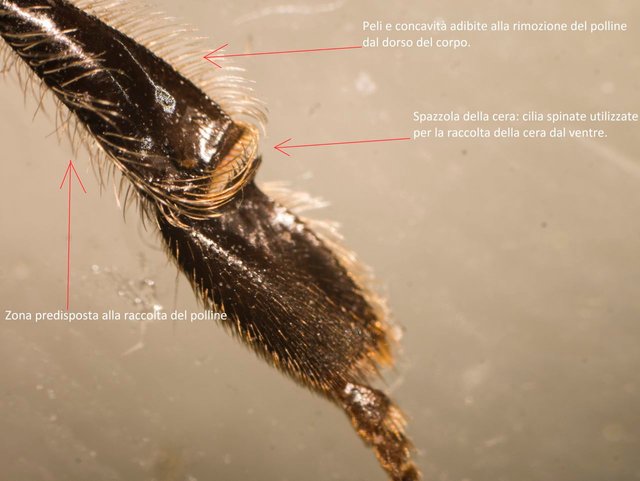 Morfologia dell'ape - Bee morphology — Steemit