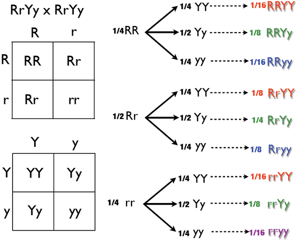 How Genes Are Inherited Cystic Fibrosis Dihybrid Inheritance And When Mendel S Laws Don T Apply Steemit