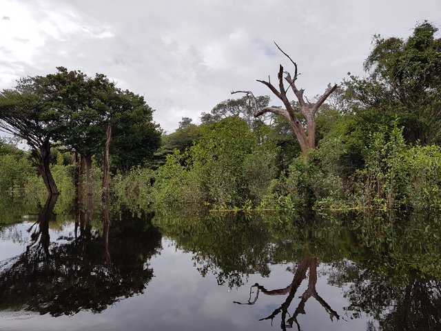 The flooded rain forest - the water surface reflects like a perfect mirror