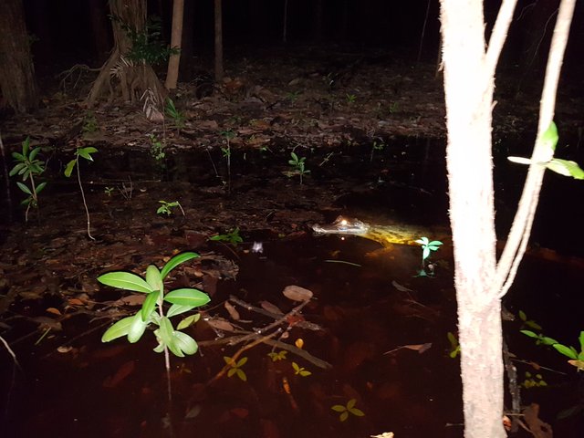 A small caiman, easily found at night time because the light reflection of its eyes