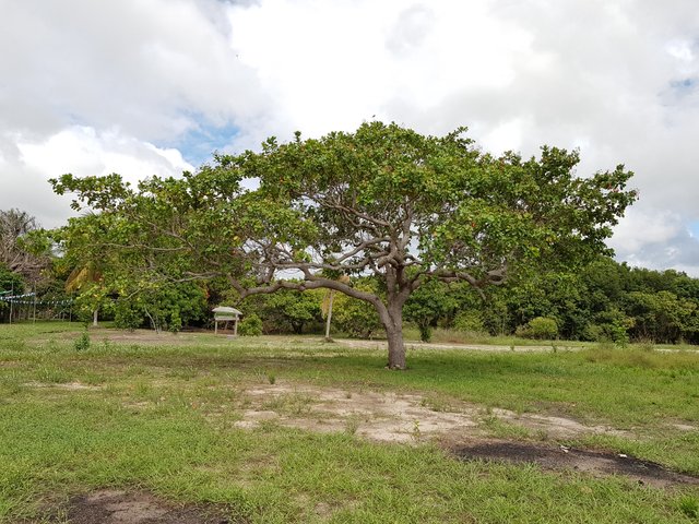 Cashew nut tree