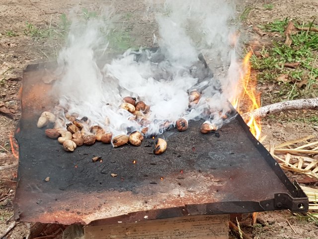 Once the fruits a mature, the locals isolate the nuts and put them into a fire. Thus, uneatable acids are removed and the nut gets rosted.