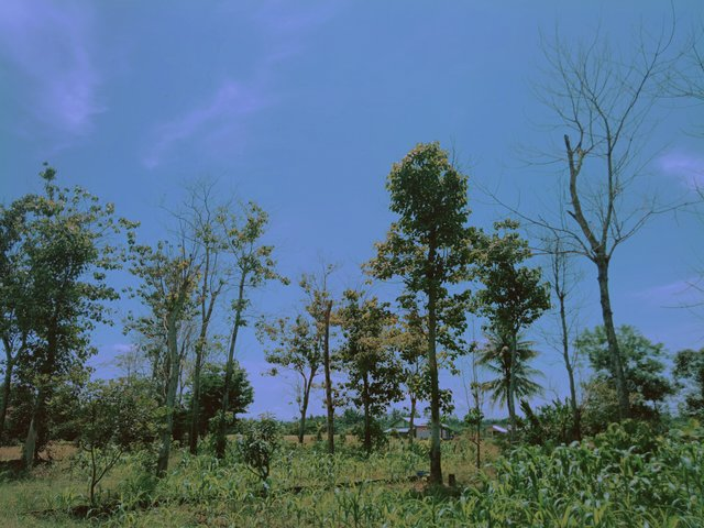 View of teak tree forest near the rice fields  