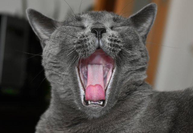 Suzi yawn.jpg