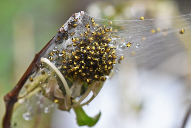 yellow baby spider 3.jpg