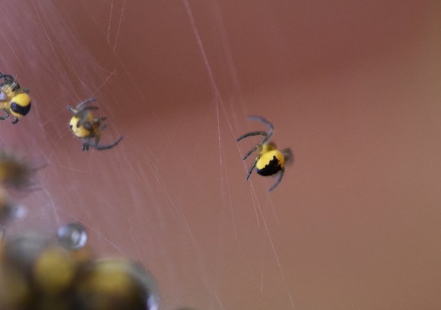 yellow baby spider 1.jpg