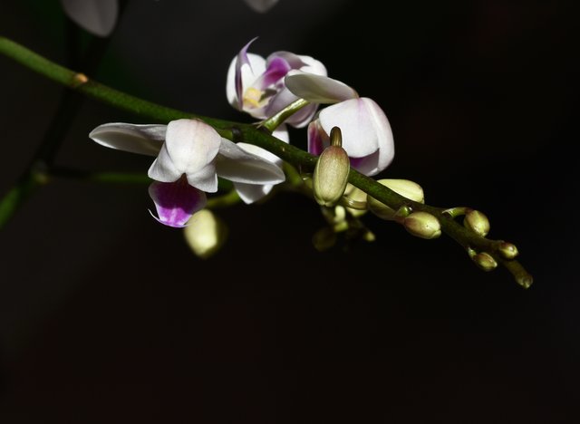 Phalaenopsis Sogo Twilight Rainbow 2.jpg
