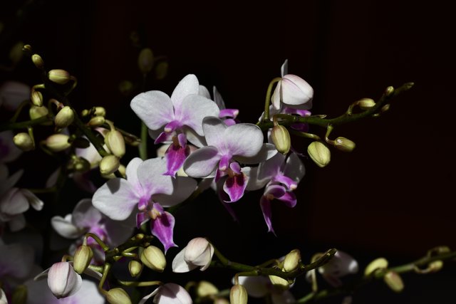 Phalaenopsis Sogo Twilight Rainbow 5.jpg