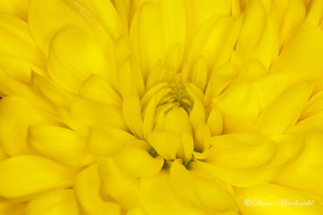 Yellow Mum.jpg