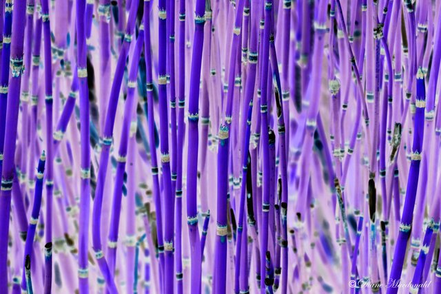 Purple Bamboo.jpg