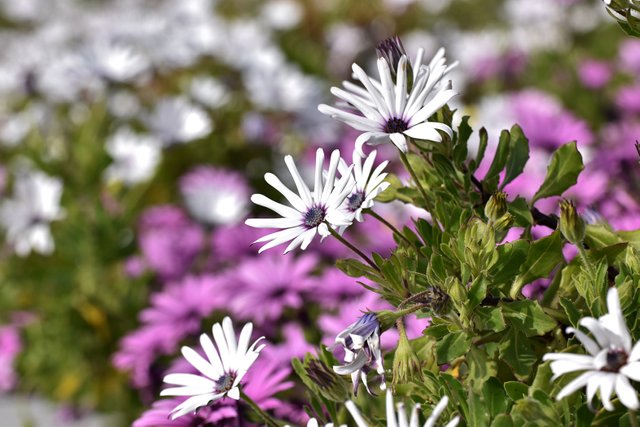 cape daisy white.jpg