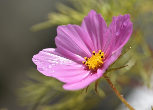 Cosmos pink waterdrop.jpg