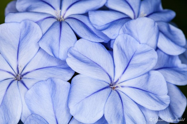 Blue Plumbago.jpg