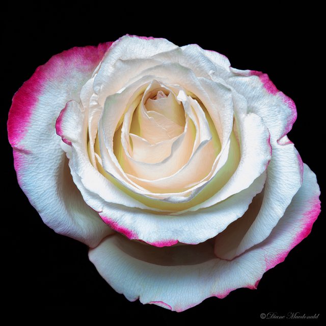 Pink Tinged White Rose.jpg