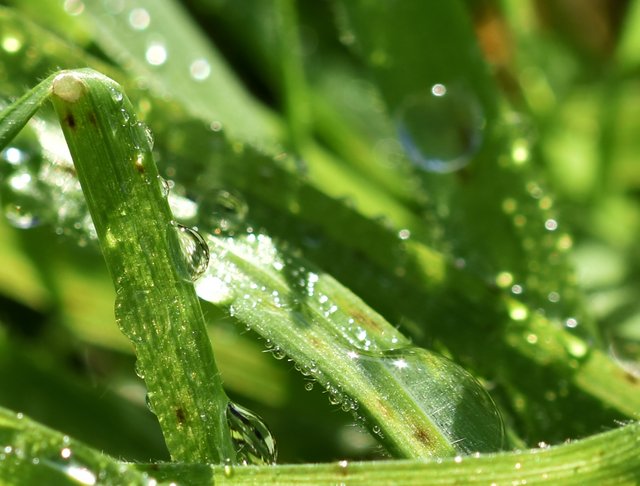 waterdrops grass macro bokeh 5.jpg