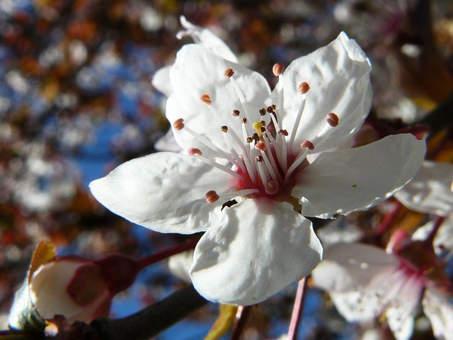 white tree blossoms 3.jpg