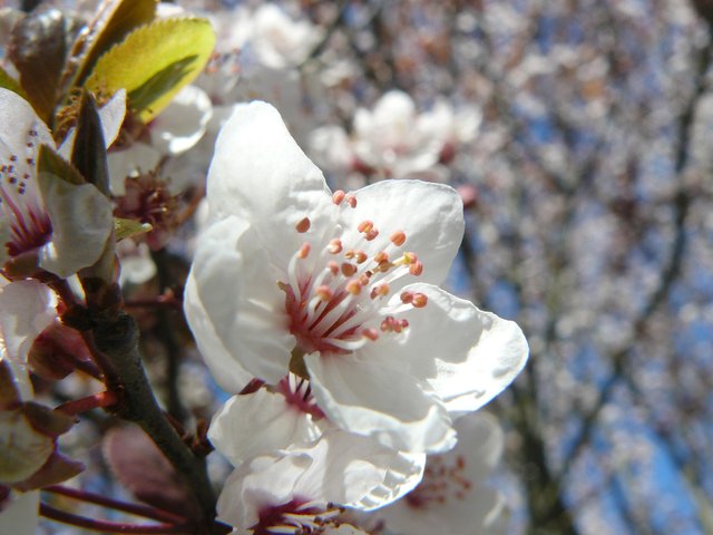 white tree blossoms 1.jpg