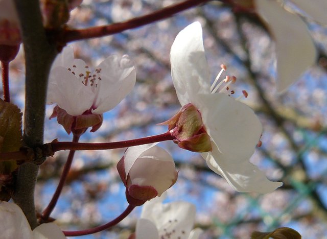 white tree blossoms 2.jpg