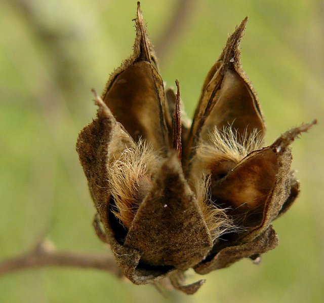 Fuzzy seeds Steemit