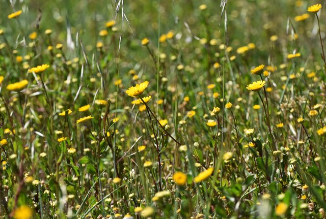 yellow wildflower lawn 1.jpg