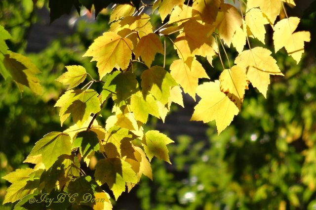 autumn yellow leaves.JPG