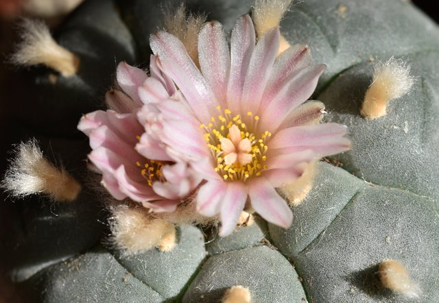 Lophophora williamsii peyote flower 5.jpg