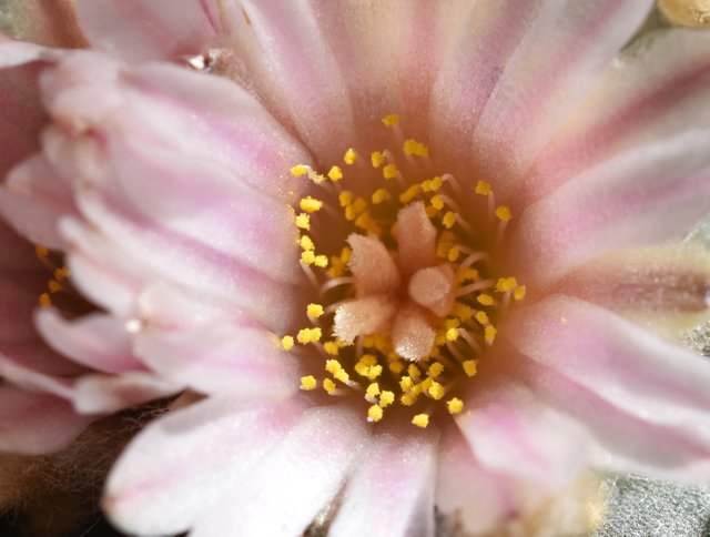 Lophophora williamsii peyote flower macro.jpg