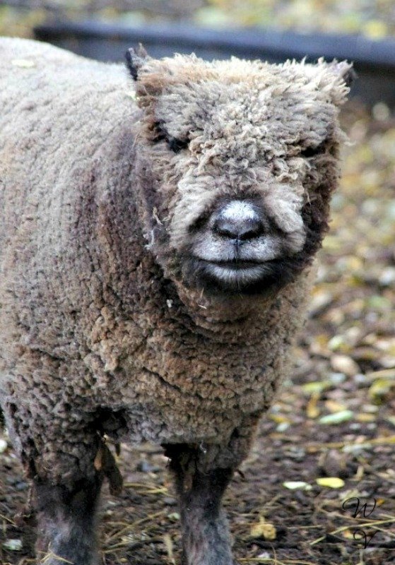 animalphotography contest sheep sunscape nature.jpg