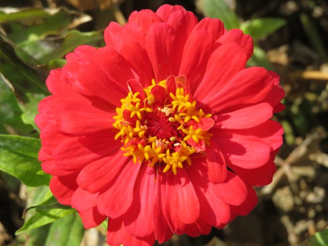 RedZinnia2.JPG