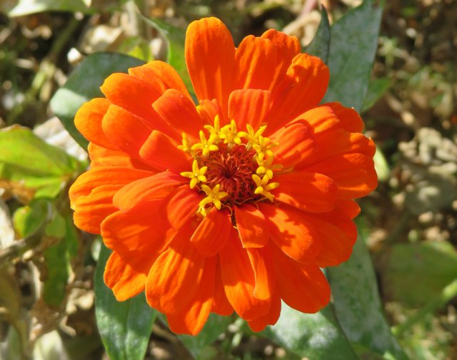 OrangeZinnia.JPG