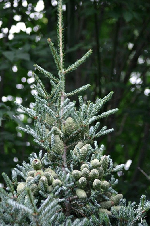 treetuesday photography pinecones .jpg