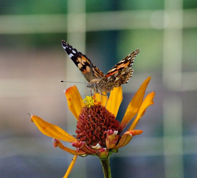 colorchallenge-wednesday-yellow-photography-butterfly .jpg