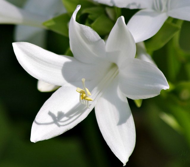 wiwcontest photography hosta flower.jpg