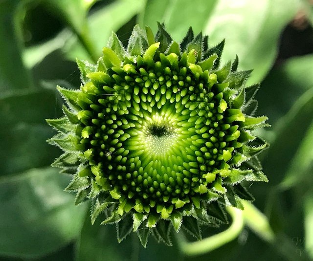 macrophotography nature geometry flower sunscape.jpg