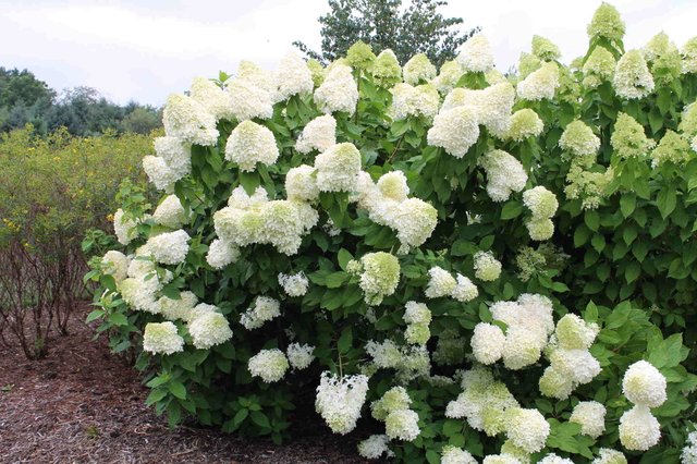 white hydrangeas.jpg