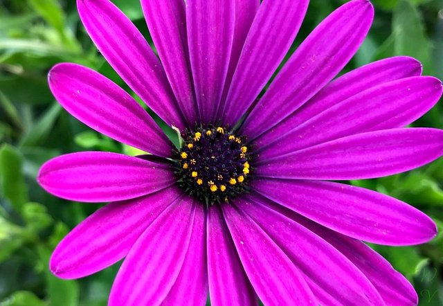 colorchallenge sundaypurple photography sunscapedaisy .jpg