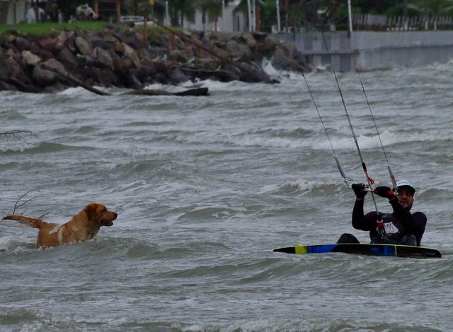 photography kitesurfing sports travel kite dog.jpg