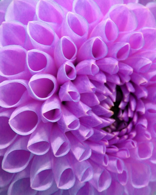 purple-flower-2.jpg