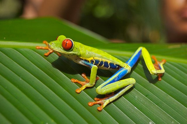 1024px-Red_eyed_tree_frog.jpg