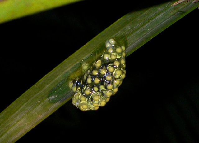 Red-eyed Tree Frog eggs.jpg