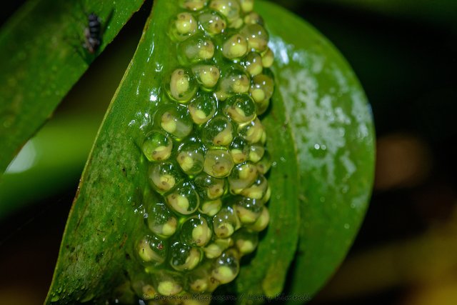 Red-eyed-Treefrog-Agalychnis-callidryas-eggs-RAFT-0154.jpg