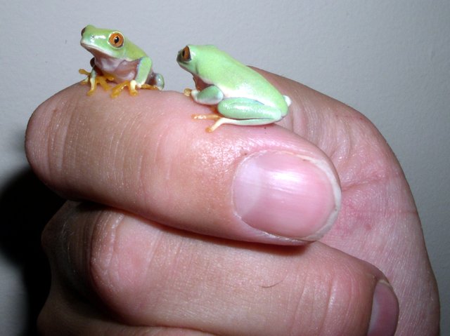 baby-red-eye-treefrogs1.jpg