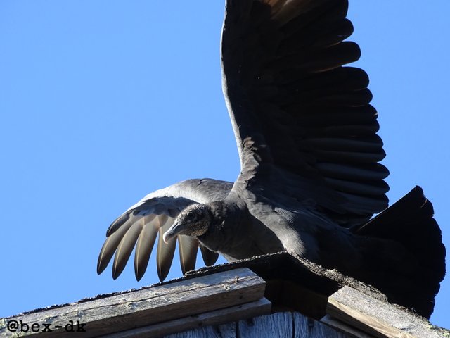 vulture13.jpg