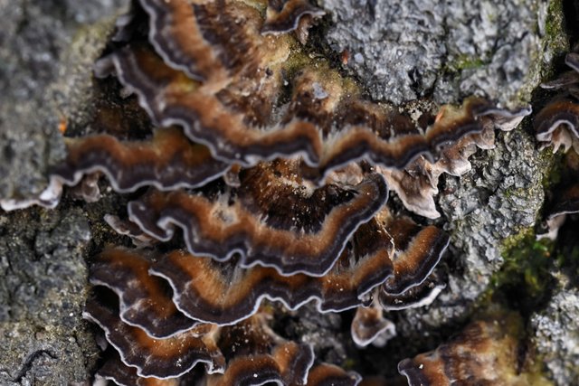 turkey tail mushrooms 1.jpg