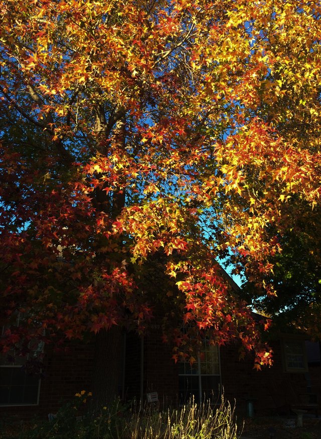 Sweetgum1.JPG