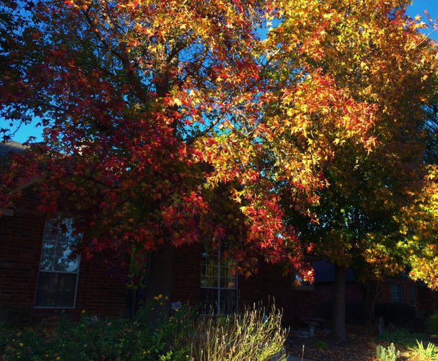 Sweetgum2.JPG